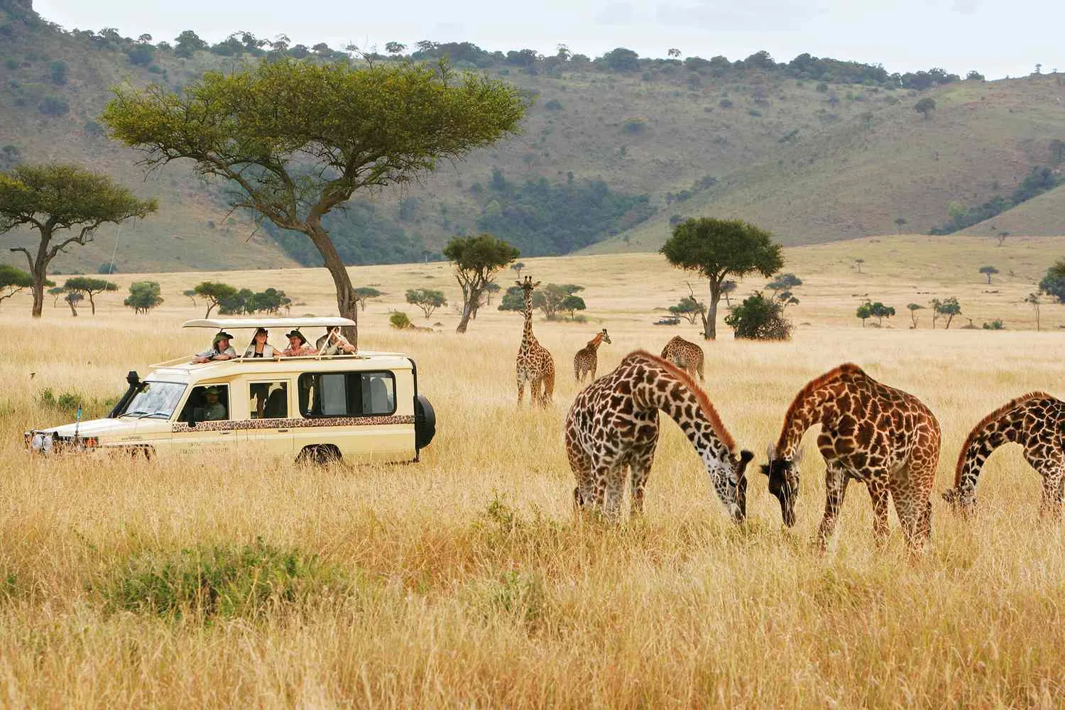 Safari vehicle with giraffes